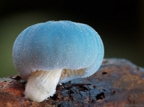 蘑菇菌丝萎缩的防治方法