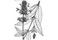 中草药大全―山土瓜