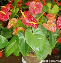 红掌的养殖方法和注意事项