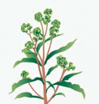 中草药大全―赶黄草