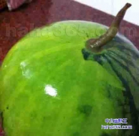 买了个西瓜，回家一洗，竟然掉色