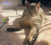 家里的二货猫咪