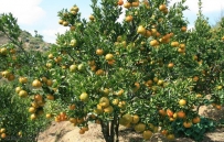 小雪农事习俗