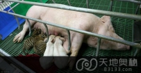 泰国西拉差老虎动物园用猪给老虎做妈妈（图）