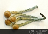 美国发现迷幻蘑菇可改变人类的性格（图）