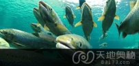 绝迹近一世纪的大西洋鲑鱼重返法国塞纳河（图）