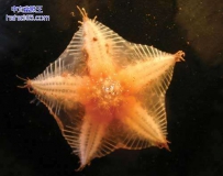 海洋生命（10张）