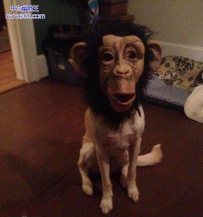 你是猴子请来的逗比吗？